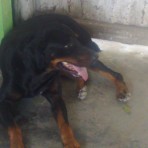 Yoco pautt